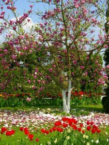 primavera concurso de fotografia de primavera