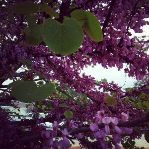 primavera